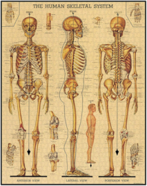 Cavallini - Puzzle Skeletal System