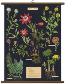 Cavallini - Herbarium Vintage School Chart