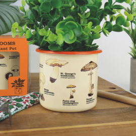 Bloempot Mushrooms