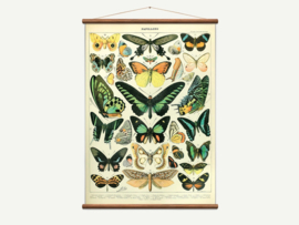 Cavallini - Vintage School Chart Butterflies