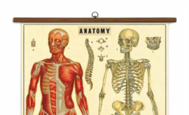 Cavallini - Vintage School Chart L'anatomie