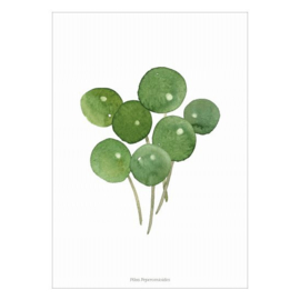 Poster A4- Pilea Peperomioides (pannekoekplant)