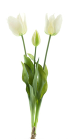 Tulpen - wit