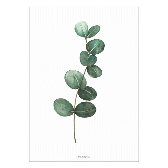 Poster A4- eucalyptus