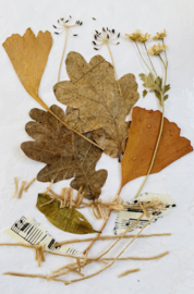 By Kris workshop  ‘Wild & Inky’ 29 augustus 2026 -VOL