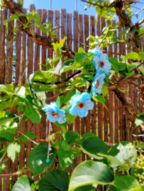 Blauwe bloemen haarband met kralenkettinkjes
