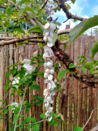 Witte gekettelde trouw armband met natuurkralen