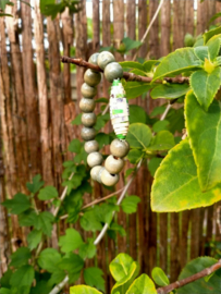 Olijfgroene heren armband met een paper bead