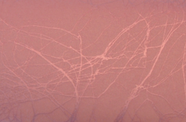 DIVA Armrustkussen Pink Pearl Design