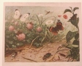 Schoolplaat "Vlinders"