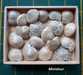 Schelpen - Knoopschelp - middel