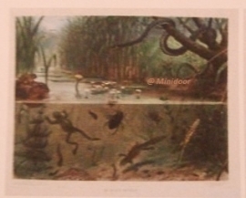 Schoolplaat "Waterlandschap"