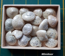 Schelpen - Knoopschelp - middel