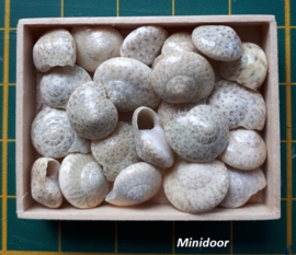 Schelpen - Knoopschelp - middel