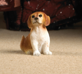 Scoobie, the brown and white dog