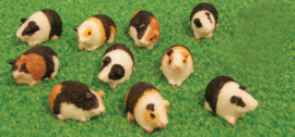 Cavia's (rood bont)