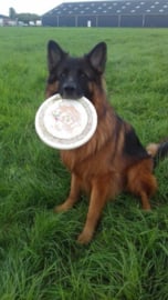 Boris met zijn frisbee