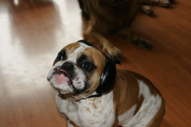 Gehörschutz für Hunde. Hearing Protection, earplug, shop
