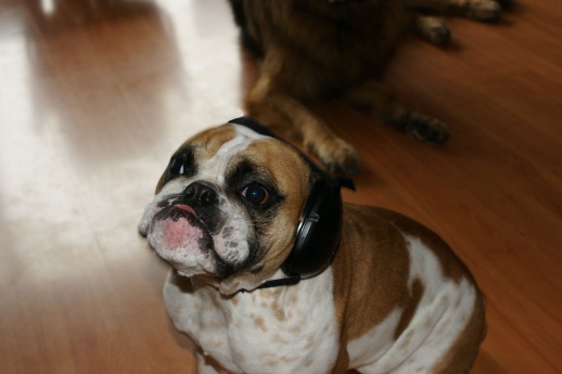 Dog's hearing protection muffs