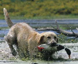 Dokken's Dead Fowl mallard wilde eend