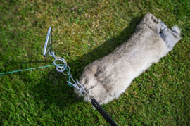 Sporting Saint Bolting Rabbit