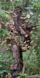Hubertus Pirsch OS70 camouflage jas
