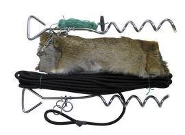 Sporting Saint Bolting Rabbit