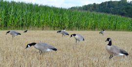 Prodecoys Canadese ganzen lokkers (6 of 12 stuks)