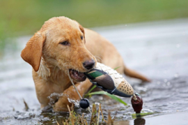 Avery EZ-bird Green Winged Teal wintertaling