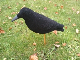 Grote geflockte wiebelkraai Magnum waggle crow