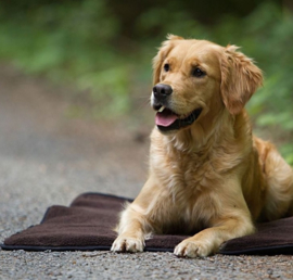 Warm Up Blanket honden deken oprolbaar