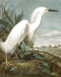 Behangpaneel Snowy Heron "John James Audubon (1785-1851)" - KEK Amsterdam Wonderwalls PA-009