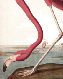 Behangpaneel Flamingo "John James Audubon (1785-1851)" - KEK Amsterdam Wonderwalls PA-012