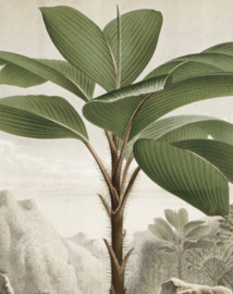 Behangpaneel Banana Tree "Louis van Houtte (1845)" - KEK Amsterdam Wonderwalls PA-010