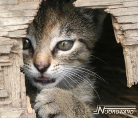 POES POSTERBEHANG - Noordwand Farm Life 3750061/70