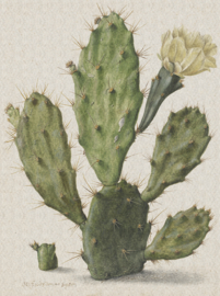 BLOOMING CACTUS 8013 FOTOBEHANG - Dutch Painted Memories