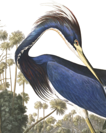 Behangpaneel Louisiana Heron "John James Audubon (1785-1851)" - KEK Amsterdam Wonderwalls PA-011