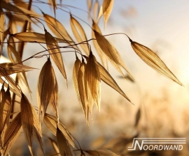 GOEDEMORGEN FOTOBEHANG - Noordwand Farm Life 3750013