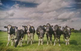 KOEIEN IN DE WEI FOTOBEHANG - Noordwand Farm Life 3750008