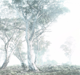 MAGIC TREES FOTOBEHANG - Komar RAW R3-023 (300 x 280 cm)