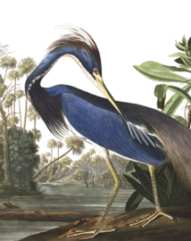 Behangpaneel Louisiana Heron "John James Audubon (1785-1851)" - KEK Amsterdam Wonderwalls PA-011