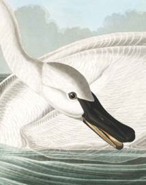 Behangpaneel​ Trumpeter Swan "John James Audubon (1785-1851)" - KEK Amsterdam Wonderwalls PA-001