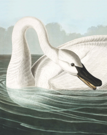 Behangpaneel​ Trumpeter Swan "John James Audubon (1785-1851)" - KEK Amsterdam Wonderwalls PA-001