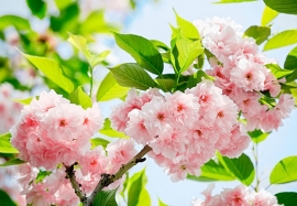 Fotobehang 00133 Sakura Blossom
