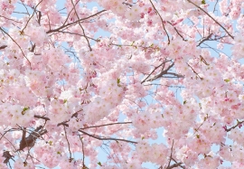 Fotobehang 00155 Pink Blossoms