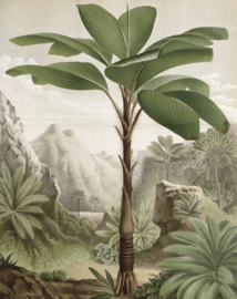 Behangpaneel Banana Tree "Louis van Houtte (1845)" - KEK Amsterdam Wonderwalls PA-010