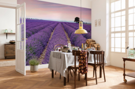 PROVENCE FOTOBEHANG - Komar X8-036