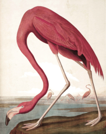 Behangpaneel Flamingo "John James Audubon (1785-1851)" - KEK Amsterdam Wonderwalls PA-012