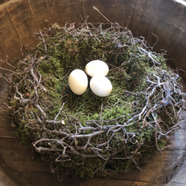 Nest mos - bonsai 40 cm