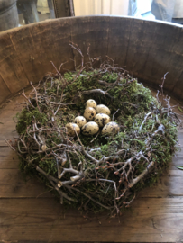 Nest mos- bonsai 30 cm